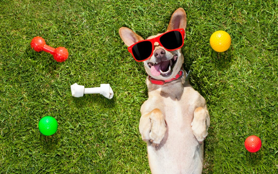 Die Krankenversicherung für Vierbeiner