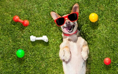 Die Krankenversicherung für Vierbeiner